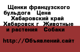 Щенки французского бульдога › Цена ­ 20 000 - Хабаровский край, Хабаровск г. Животные и растения » Собаки   